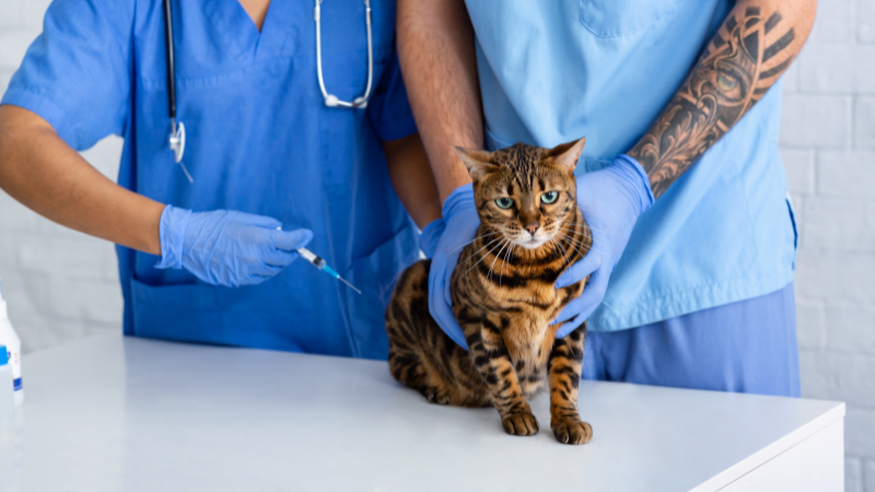 Two veterinarians administering an FVRCP vaccine to a cat on an exam table