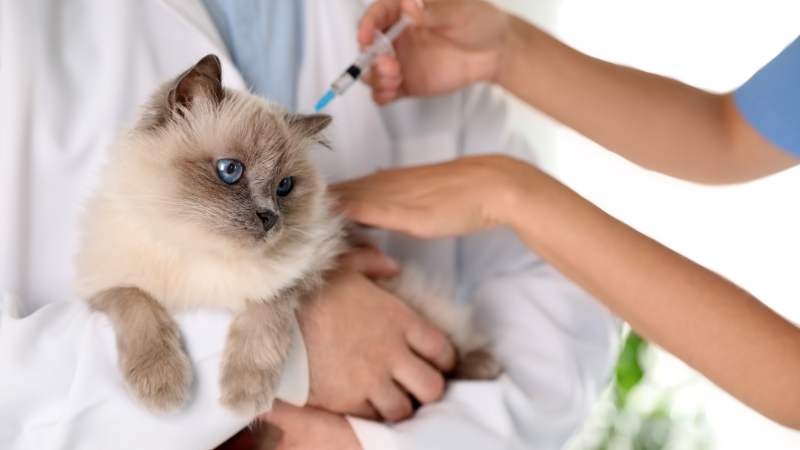 Cat receiving FVRCP vaccine from a veterinarian at an animal hospital