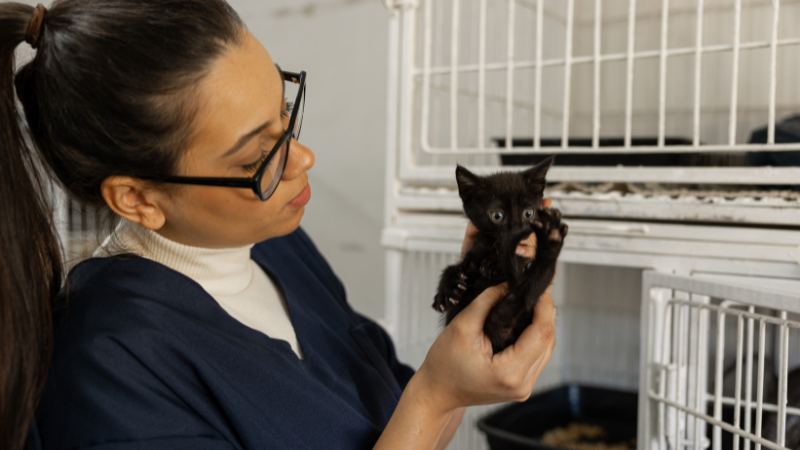 Veterinarian carrying a cat at a pet boarding facility.