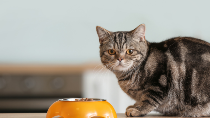 Domestic cat eating pet food from a bowl indoors.