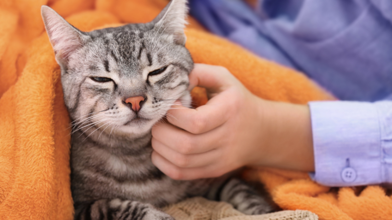 Cat owner gently petting a cat while sitting on the sofa