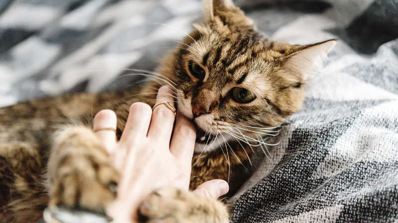 Cat gently biting its owner's hand during playful interaction