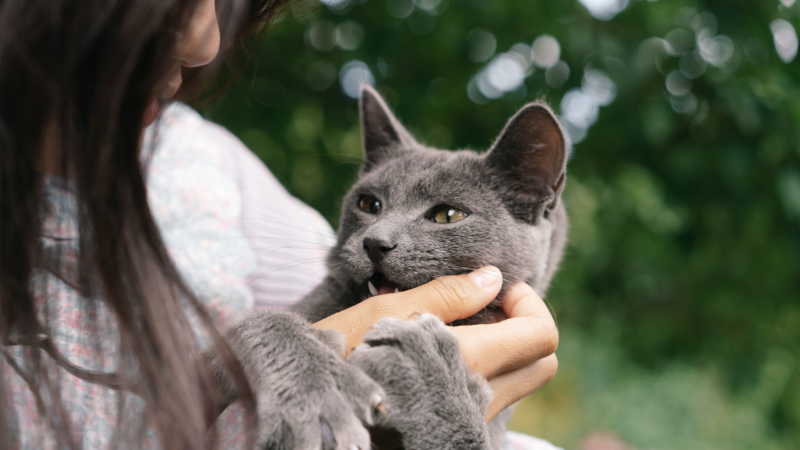 Owner affectionately petting a calm cat