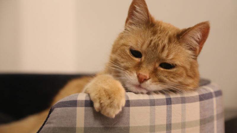Upset domestic cat sitting quietly with a sad face inside the house.
