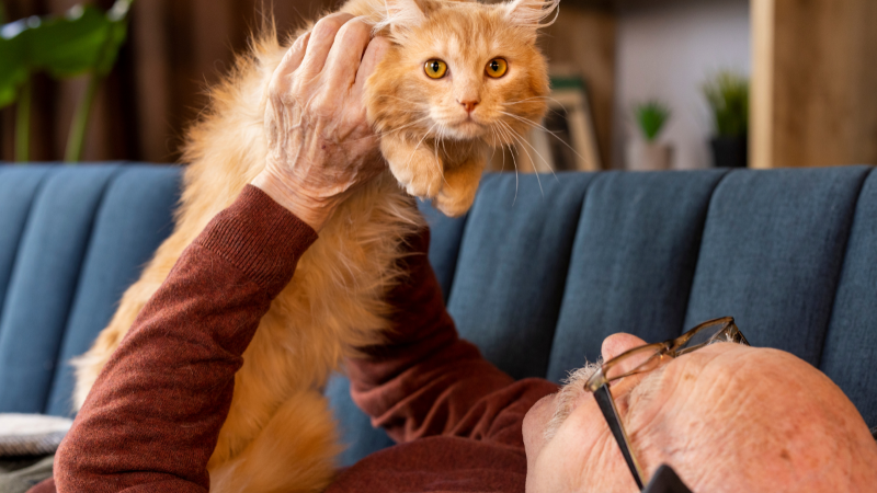 Owner cuddling a yellow cat on a bed in a cozy home setting