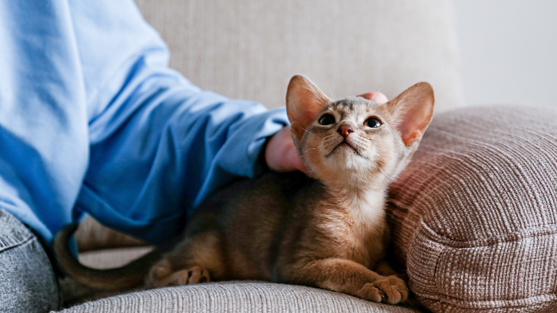 Cat owner gently petting a seated cat on the head while sitting on a sofa.