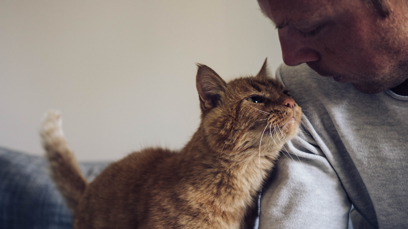 Cat enjoying time with its owner indoors