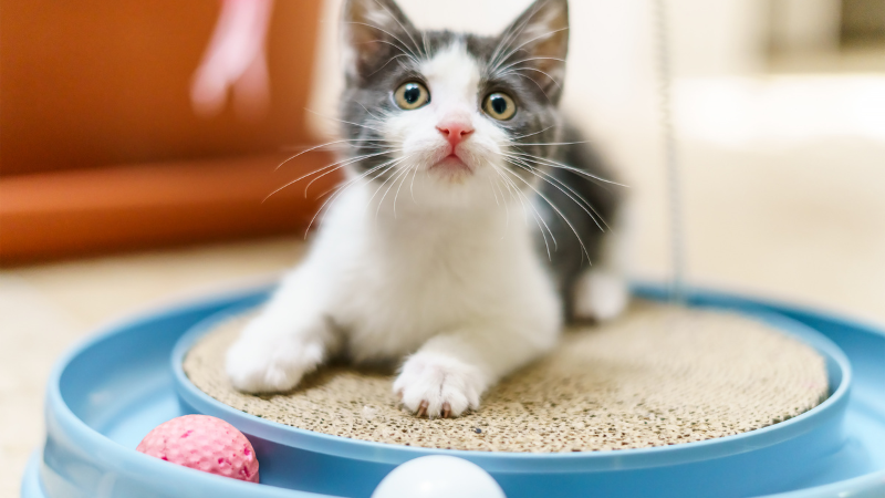 A domestic cat using a clean litter box inside a tidy and comfortable indoor room.