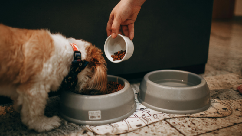 Dog sitter feeding a dog at home during an in-home pet sitting visit