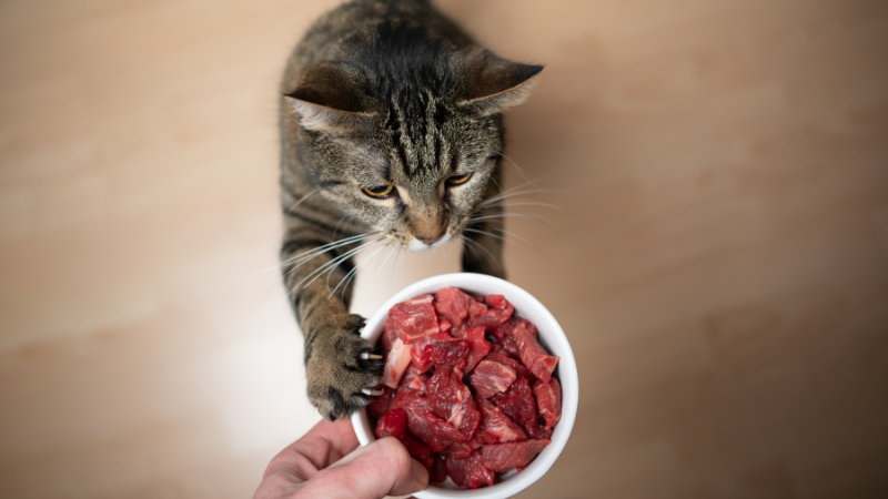 Cat sitter feeding a cat from a bowl during an in-home pet sitting visit