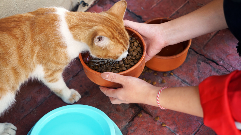 Cat owner feeding a cat from a bowl at home during mealtime
