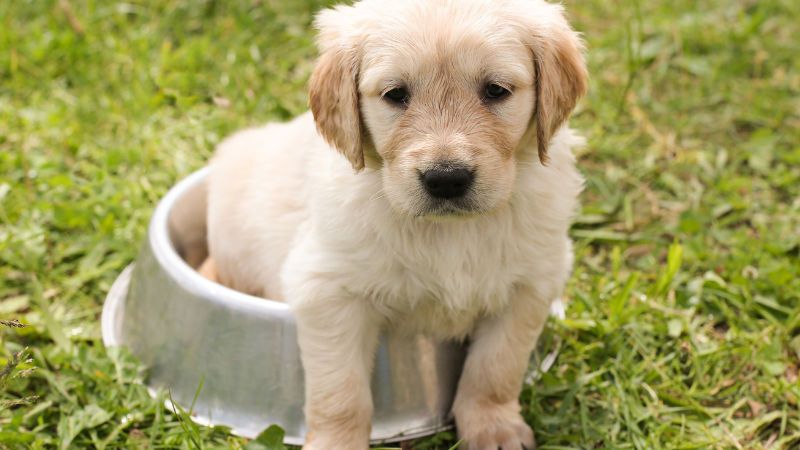 White dog pooping near a food bowl in a grassy field during potty training