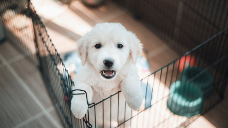 White dog sitting in its designated indoor potty area at home.
