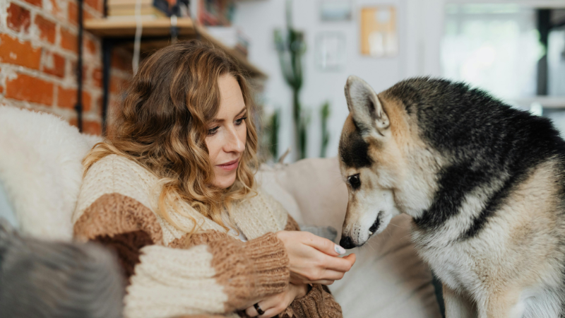 Professional dog sitter feeding a dog indoors at home.