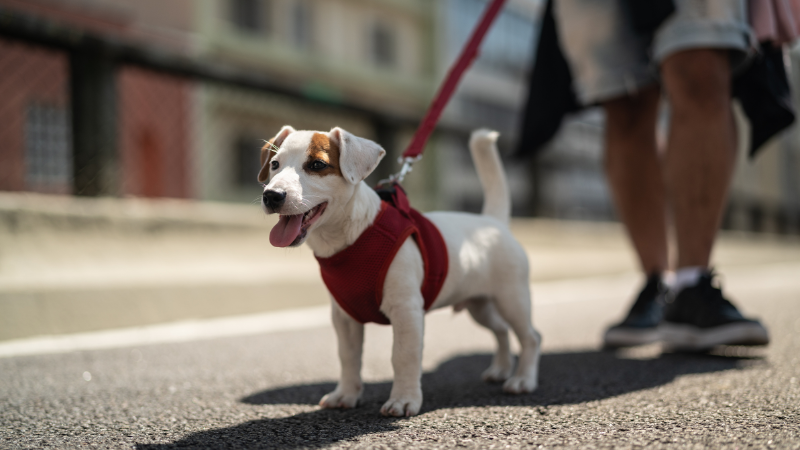 Dog owner walking a white dog on a road with a leash