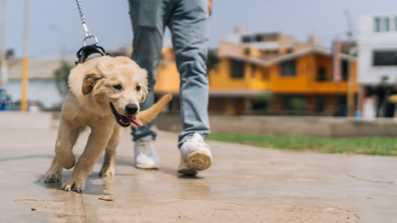 Dog owner walking a dog on a neighborhood street