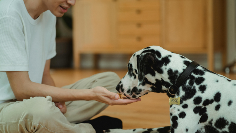 Dog owner feeding a white dog by hand at home.