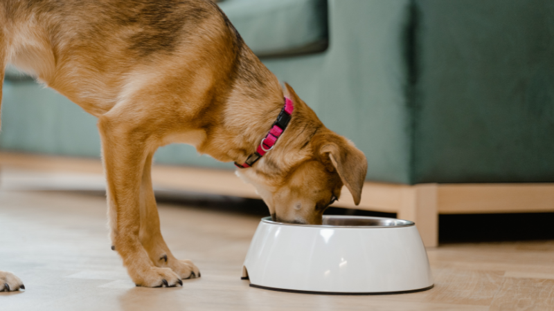 White dog eating food from a bowl indoors in a cozy room.