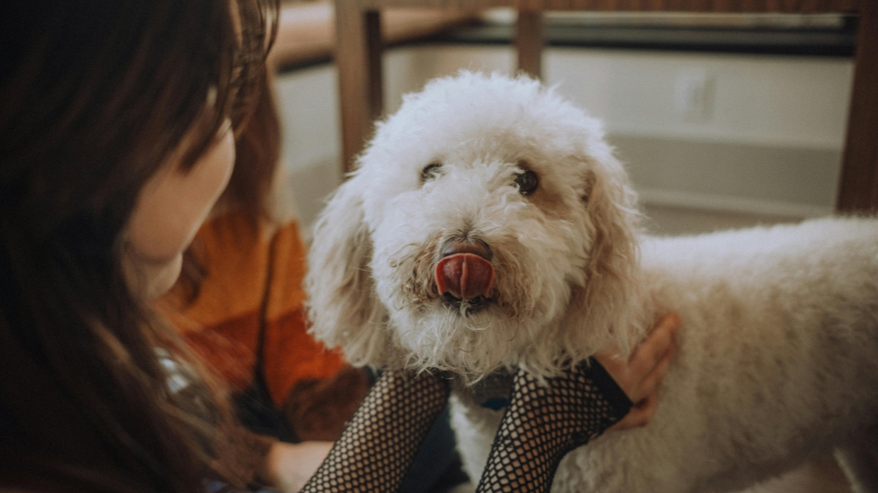 Dog owner cuddling a white dog indoors