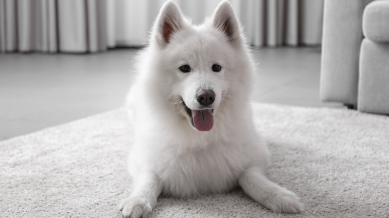 White dog sitting calmly on a white floor mat indoors in a clean