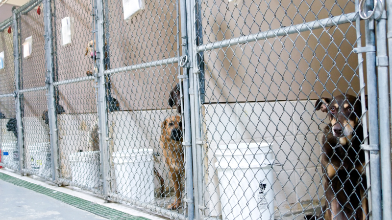Several dogs inside a clean pet boarding kennel.