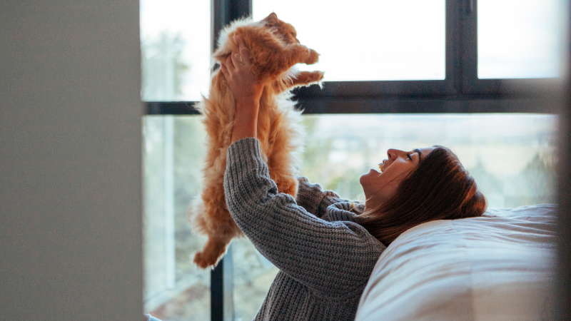 Cat playing with a cat sitter at home in a comfortable indoor setting.