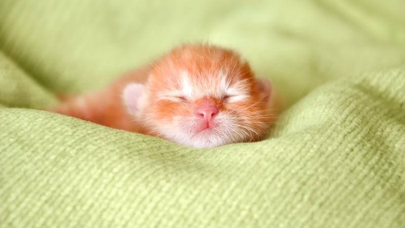 Cute kitten sleeping peacefully under a soft blanket on a cozy bed.