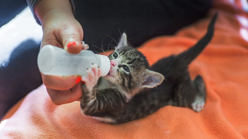 Cat owner feeding a kitten with a bottle in a cozy room.