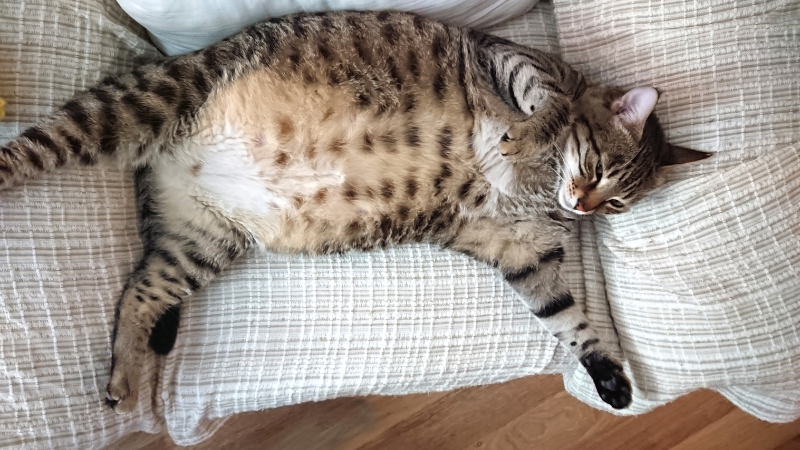 Pregnant cat resting comfortably on a sofa indoors.