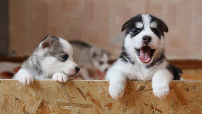 Playful puppies playing together in a cozy room
