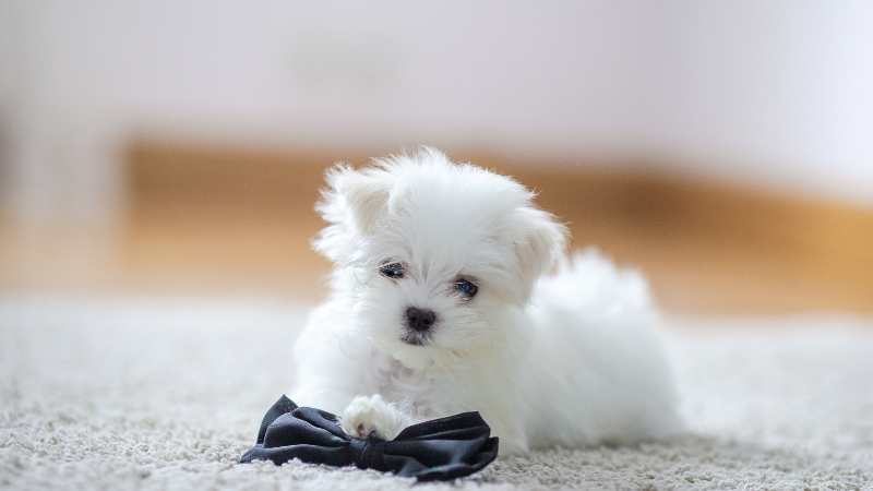 Cute white dog sitting calmly on a bed indoors