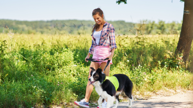 Owner walking a happy dog outdoors for a healthy daily walk
