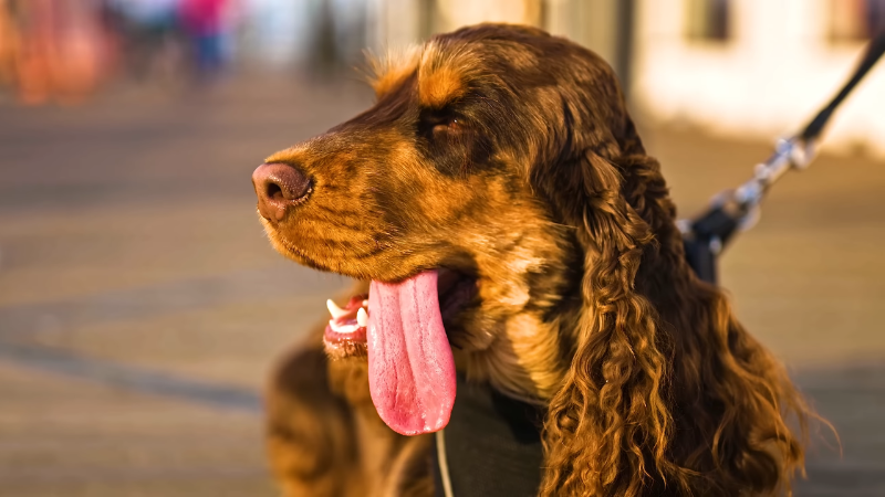 Dog owner walking with their dog outdoors