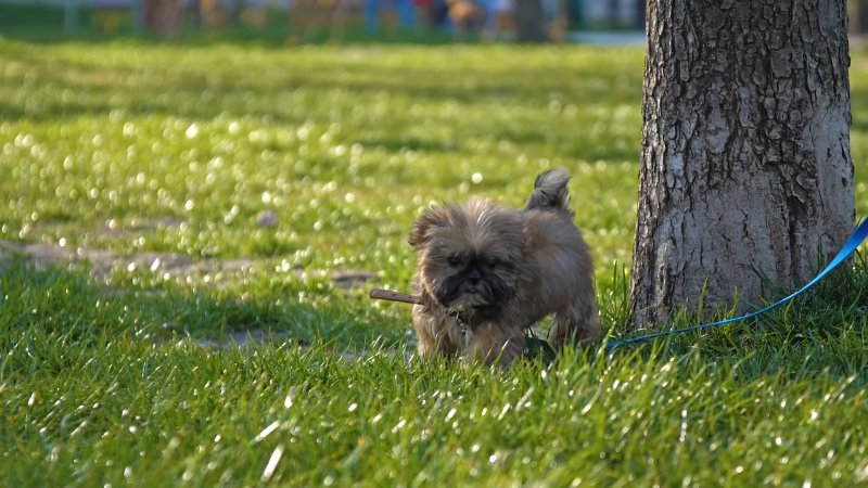 Dog walking on a green field outdoors