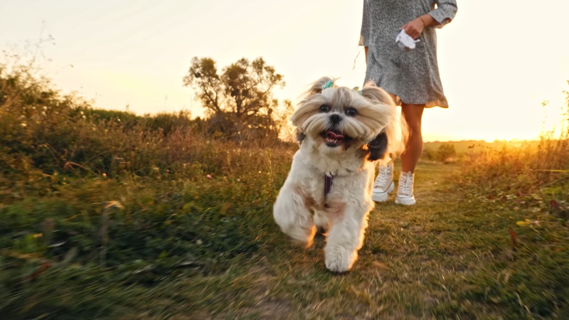 Dog walking with owner in a green field