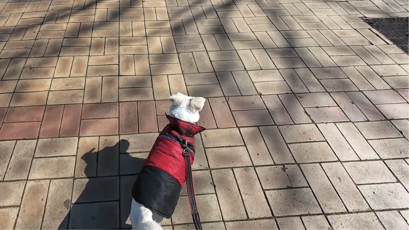 White dog wearing a dress walking outdoors with its owner