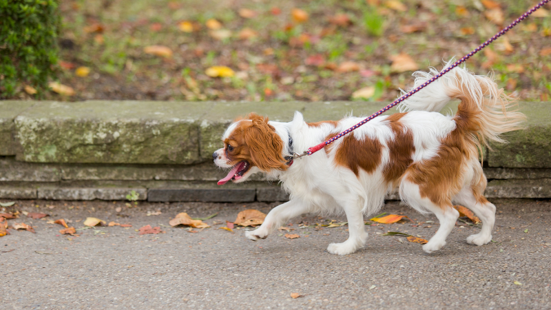 Owner holding a leash while walking a dog along the road
