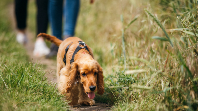 Dog walking in a field with owner enjoying an outdoor walk together.