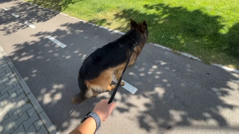 Dog walking on the road with owner during an outdoor walk.