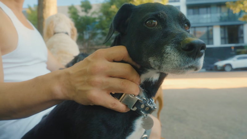 Dog owner resting while walking with a black dog on the road