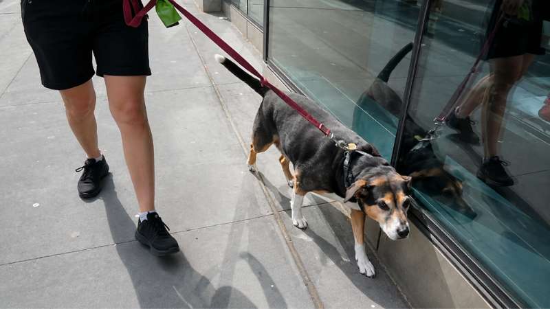 Dog walking with owner outdoors on a sunny day