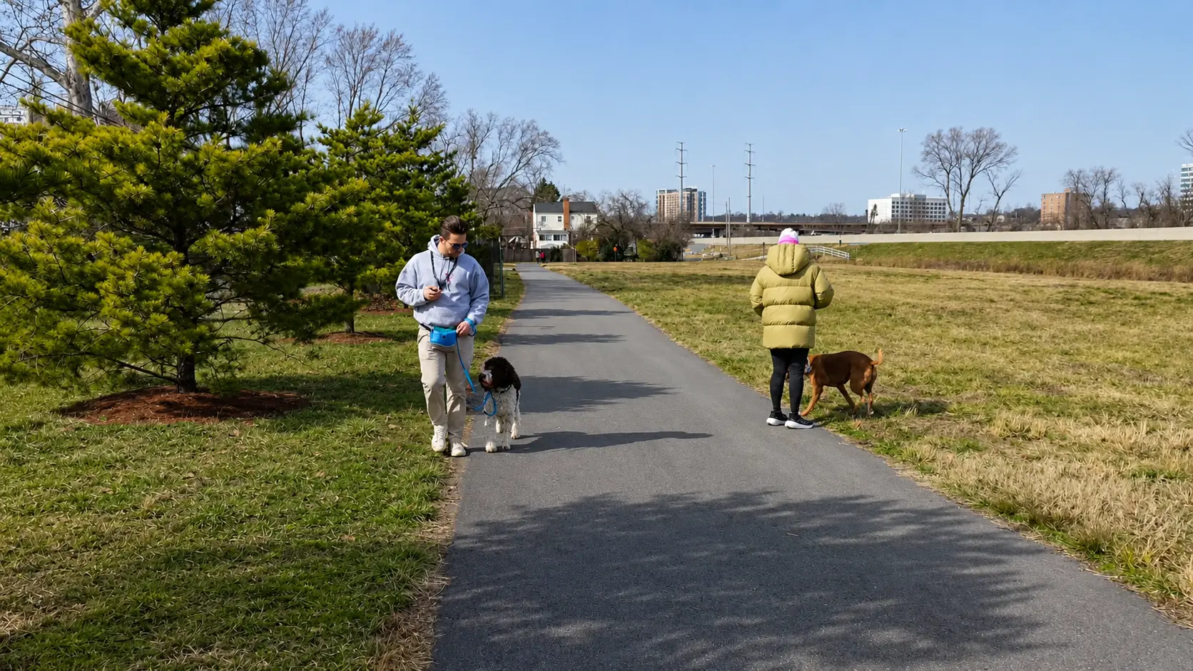 Two dogs walking on the road with their owner during a daily dog walk.