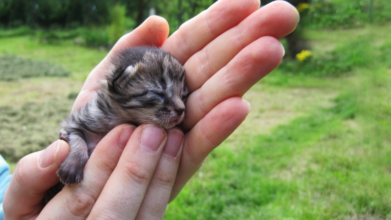 Baby kitten resting gently on its owner’s hand.
