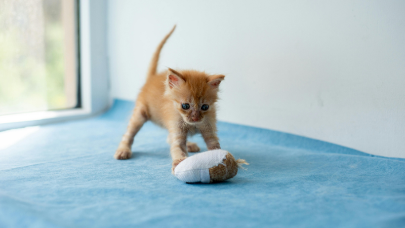 Kitten playing with a cat toy in bed.