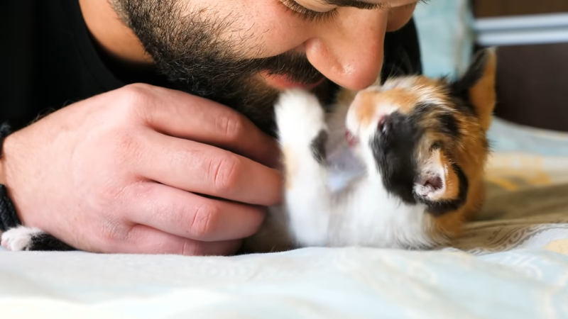 Baby cat touching its owner's nose with affection at home