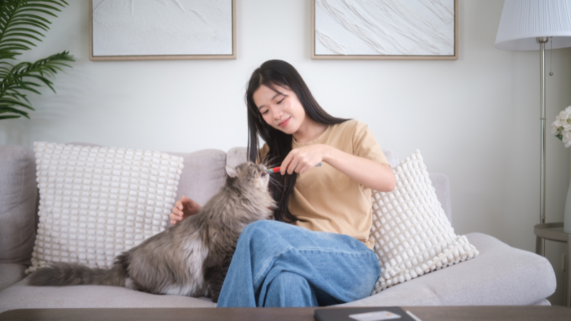 A cat sitter is taking care of a cat.
