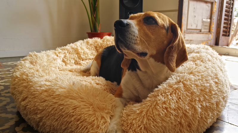 Dog sitting comfortably on its pet bed indoors in a clean and cozy home environment.