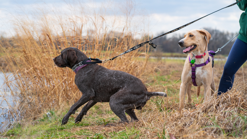 Two dogs facing each other, with one dog preparing to lunge.