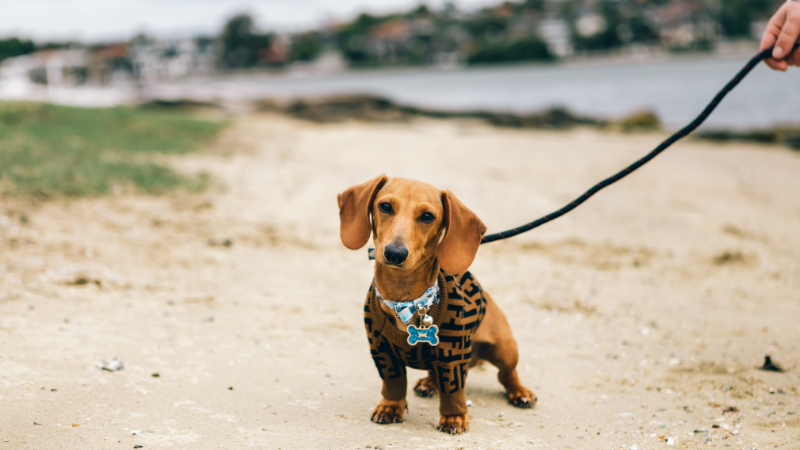 Dog standing still and refusing to walk during a walk