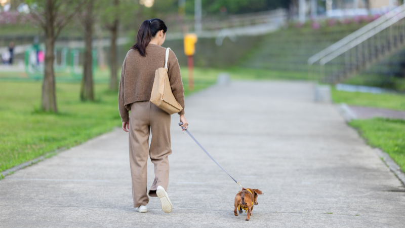 Woman walking her dog on a road during an outdoor walk